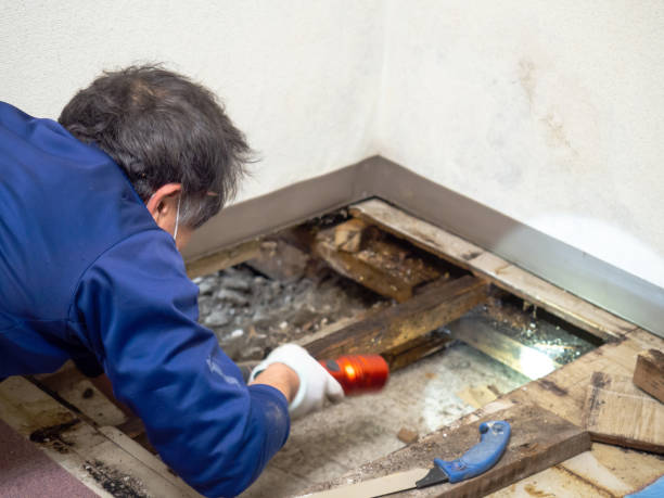 Attic Mold Removal in Lansing, MI