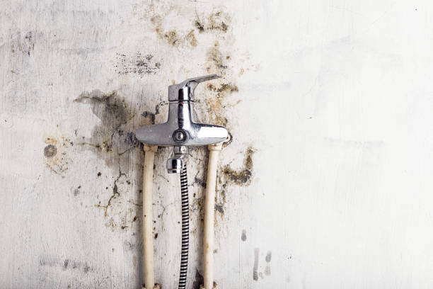 Best Black Mold Removal  in Lansing, MI