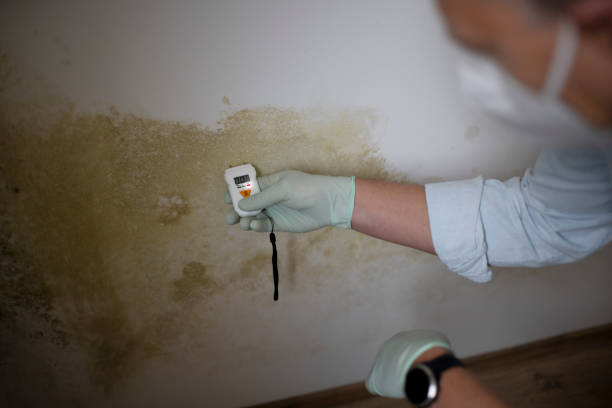 Best Certified Mold Removal  in Lansing, MI