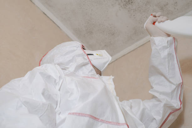 Mold Removal Process in Lansing, MI