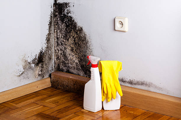 Crawl Space Mold Removal in Lansing, MI