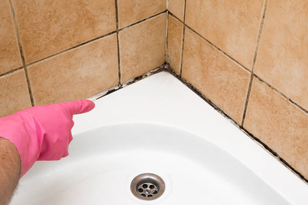 Best Mold Testing and Removal  in Lansing, MI